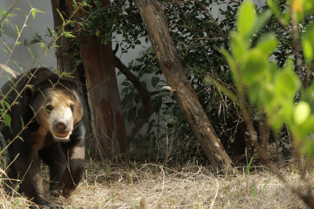 Rescued bear, Sia