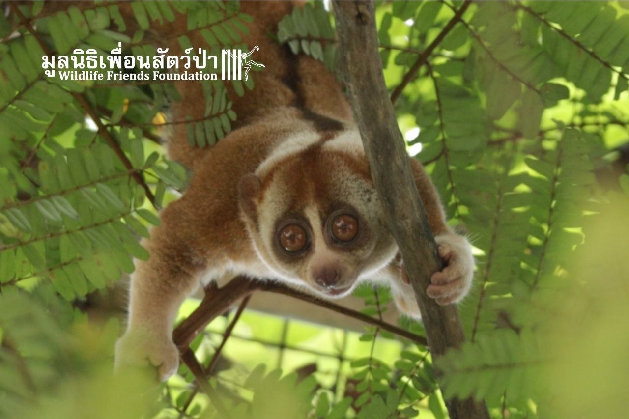 slow loris Woody