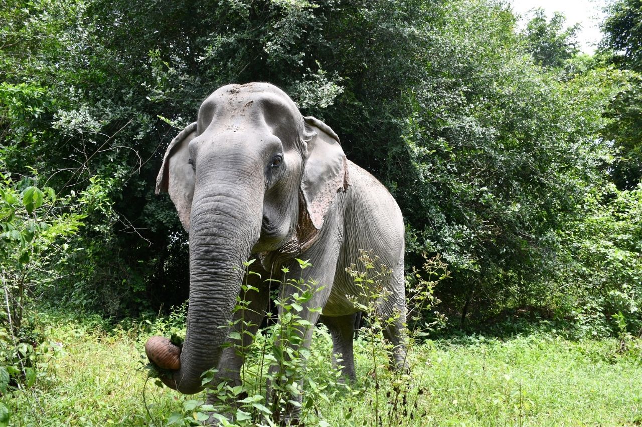 Rescued Elephant, Boon Ma