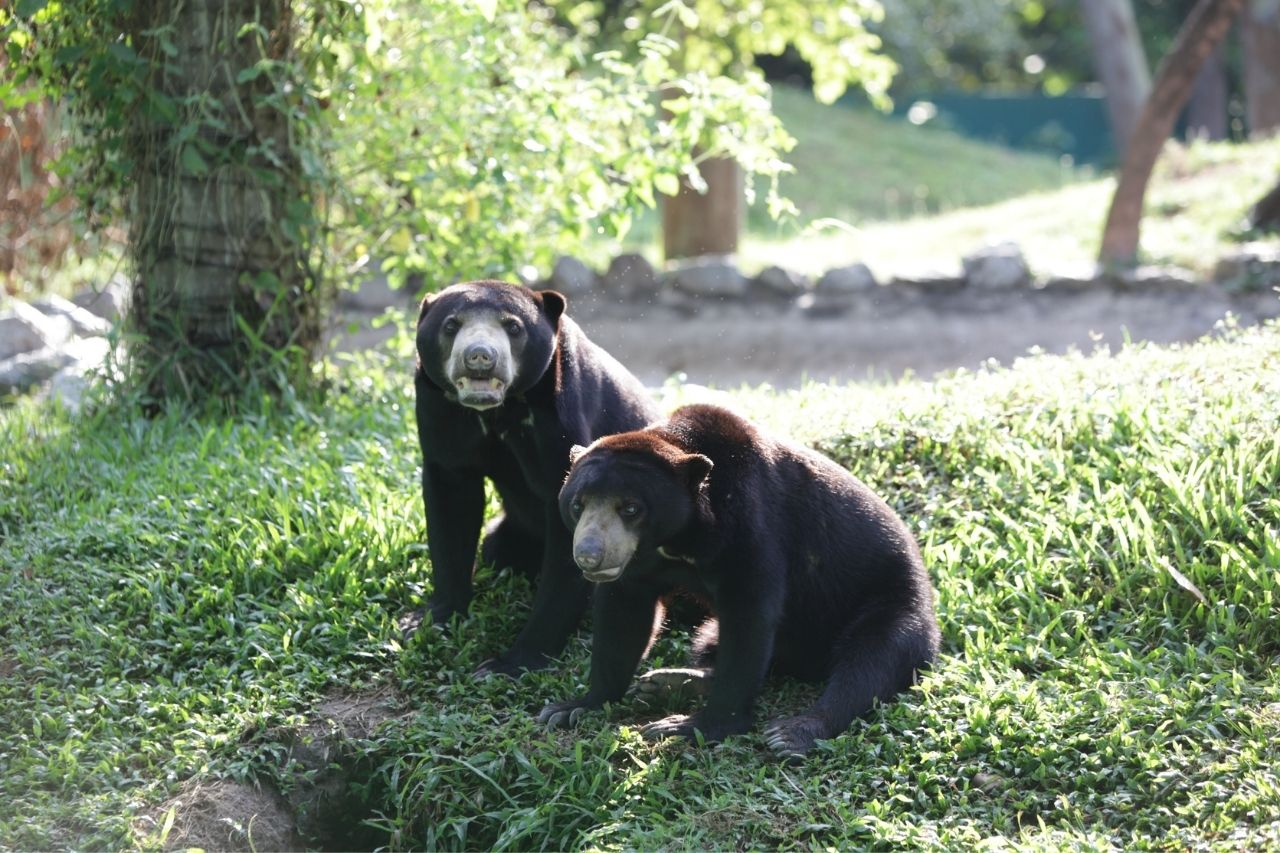 Rescued Bears At WFFT
