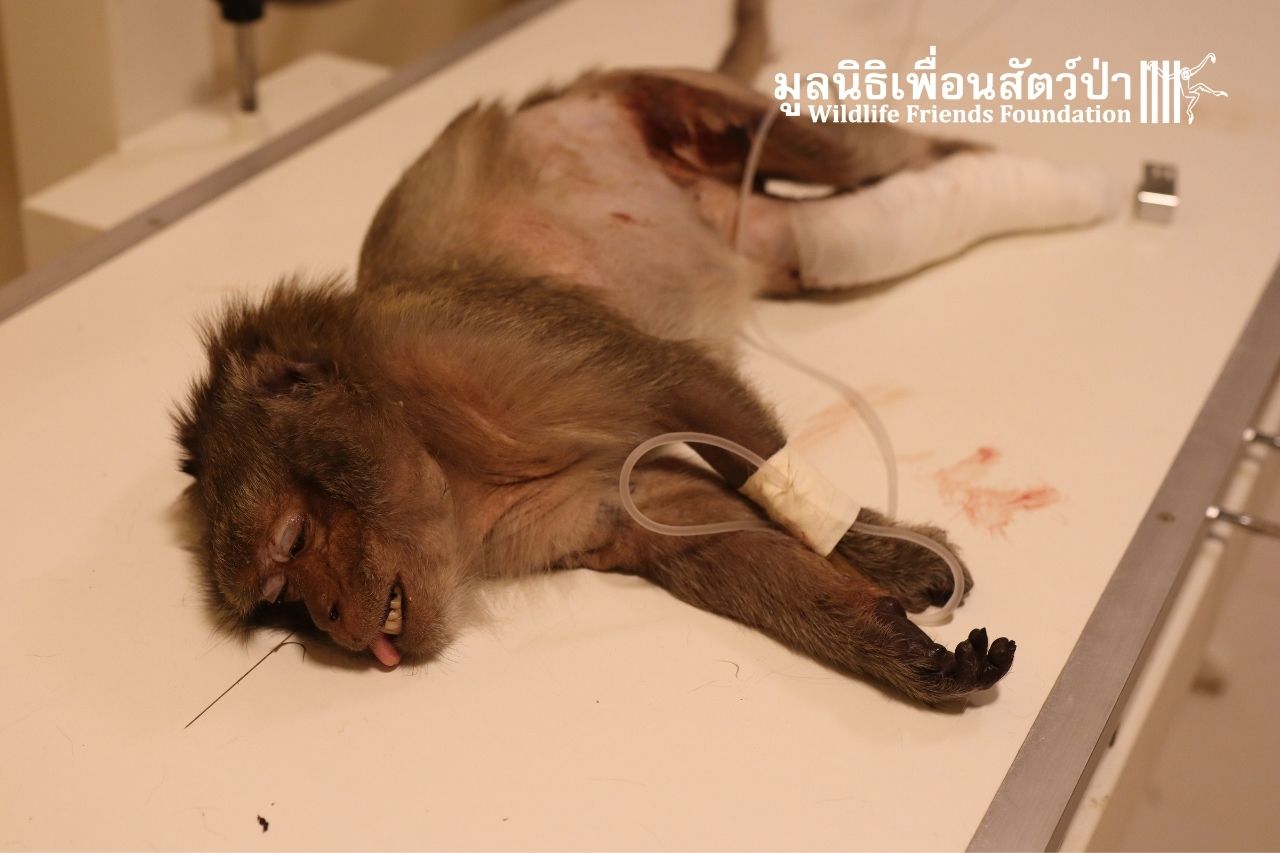 Injured Macaque Tuk Tuk