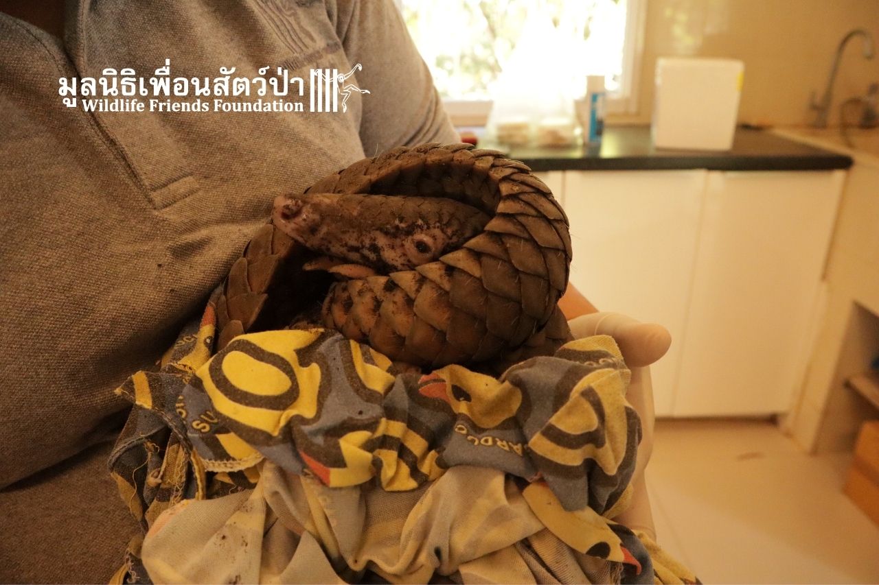 Rescued pangolin on arrival at WFFT