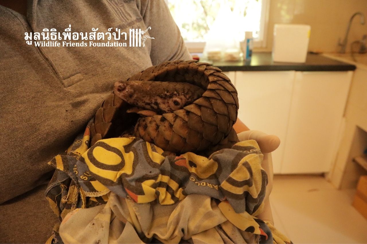 Rescued Pangolin On Arrival At WFFT