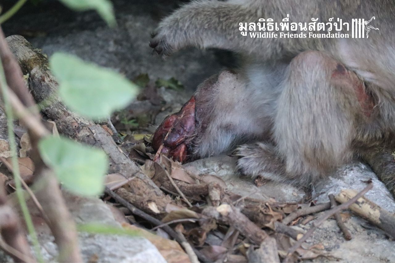Injured Macaque Tuk Tuk