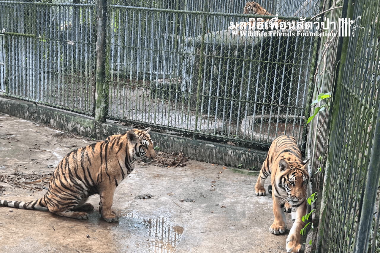 Tigers In Need Of Urgent Rescue
