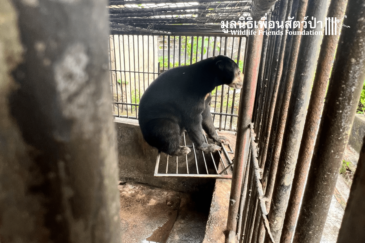 Malayan Sun Bear In Urgent Need Of Rescue