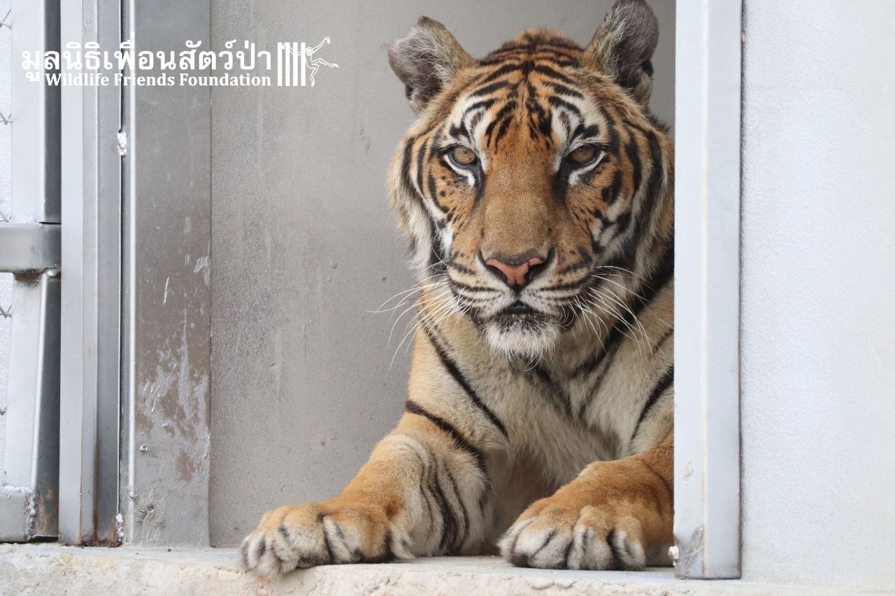 First Phuket Zoo Tiger At WFFT