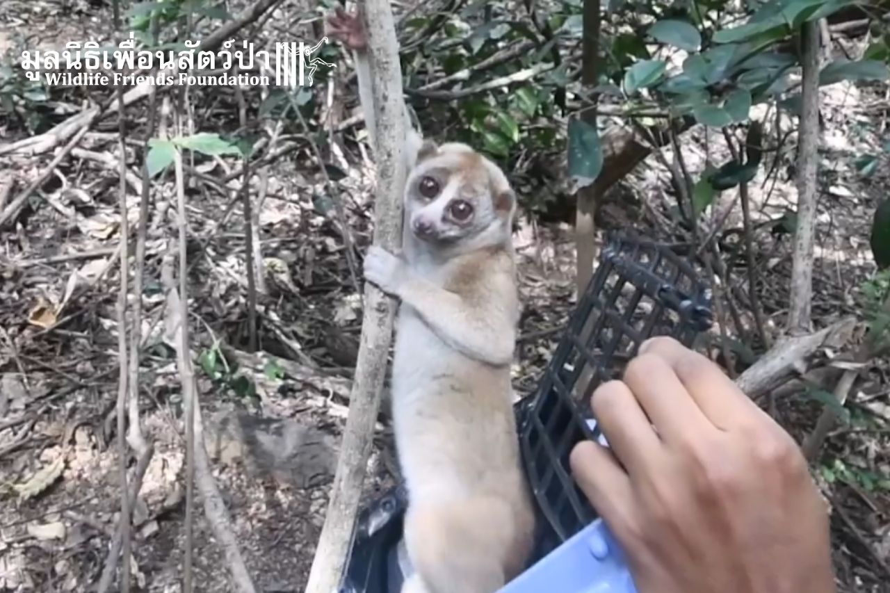 slow loris release 2022