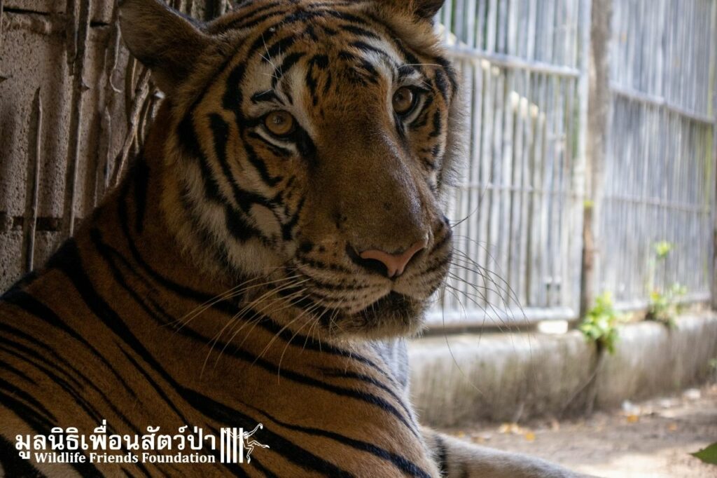 Susu at Phuket Zoo