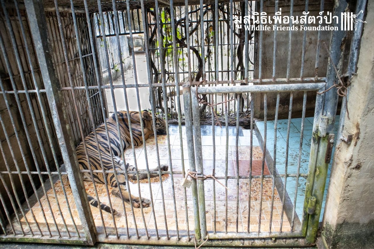 Susu At Phuket Zoo