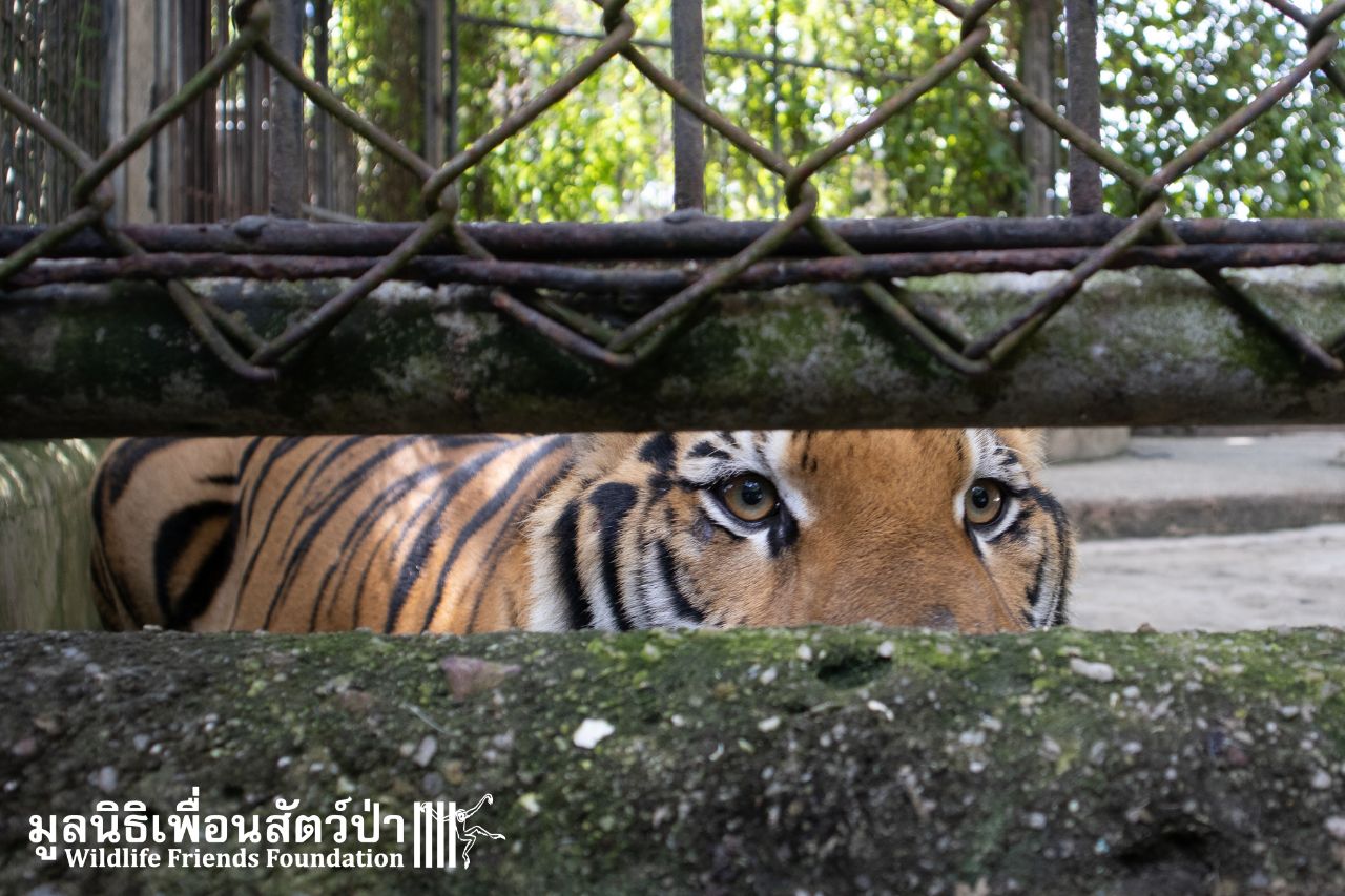 Maruay At Phuket Zoo