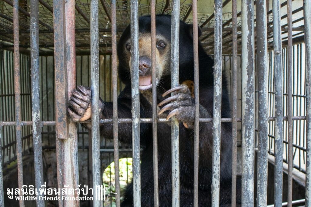 Pookie at Phuket Zoo