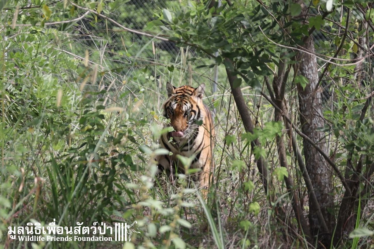 Mee Mee In WFFT Tiger Habitat