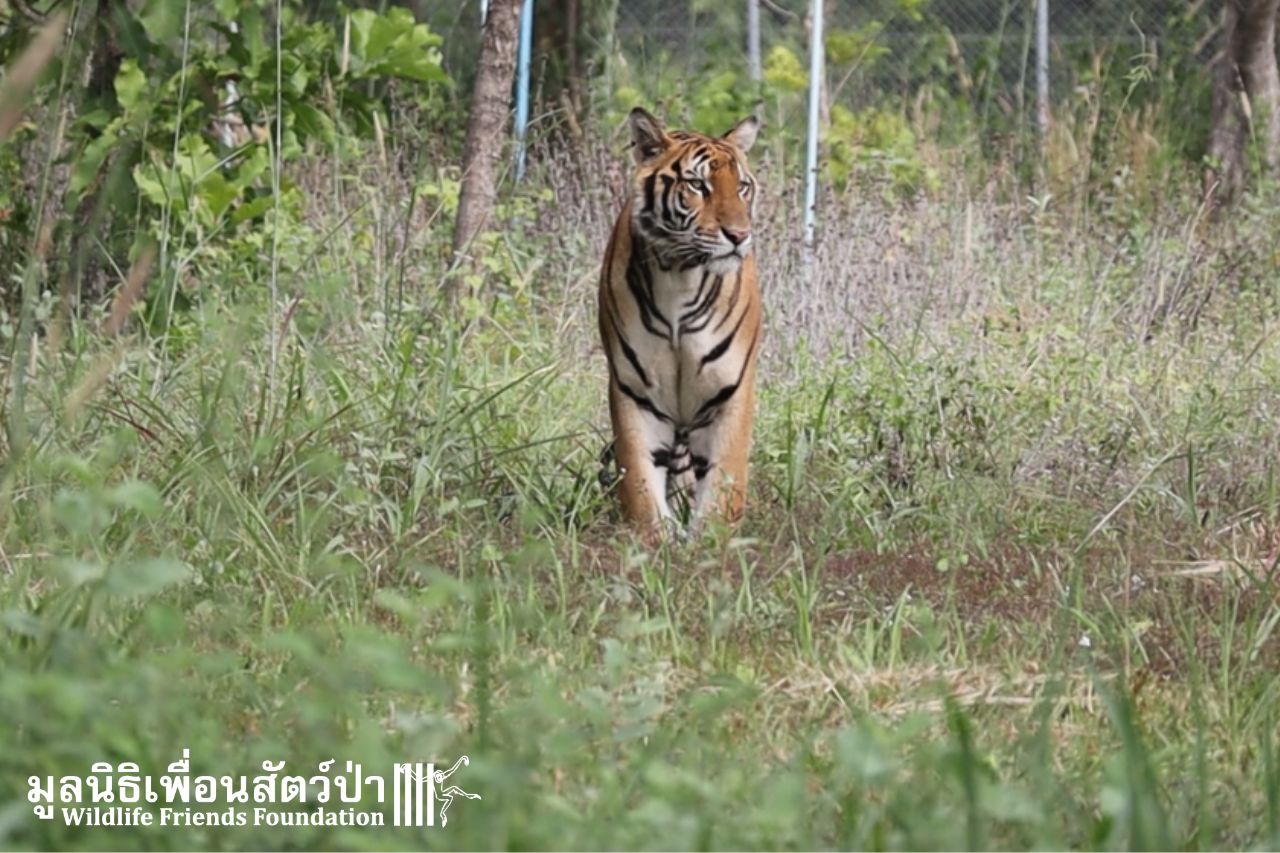 Mee Mee In WFFT Tiger Habitat