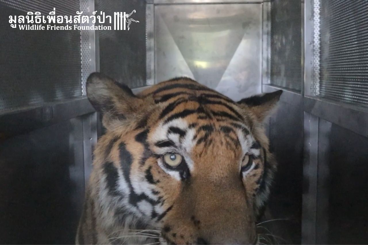 Phuket Zoo Third Rescue