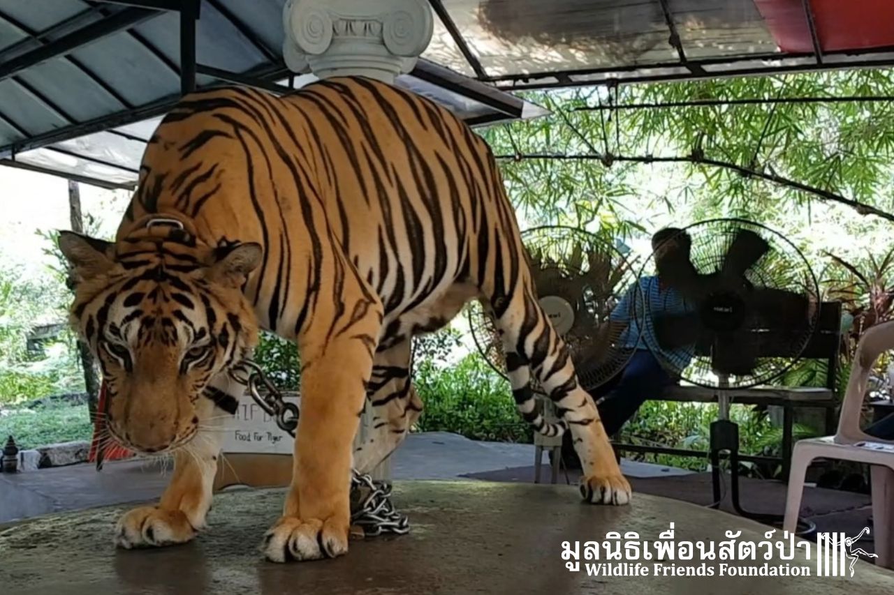 Susu At Phuket Zoo