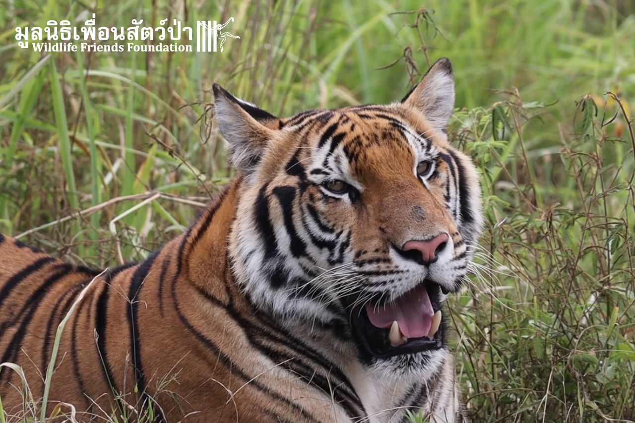 Phuket Zoo Rescued Tiger
