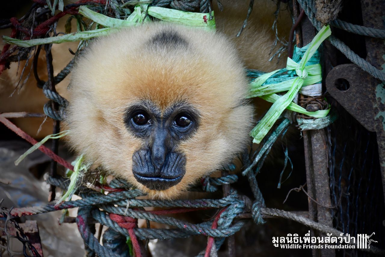Northern White-cheeked Gibbons