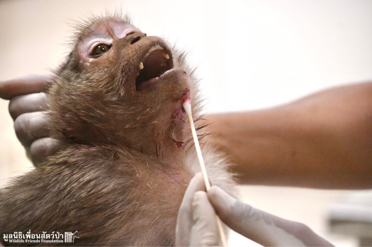 Macaque, Hit By A Car, At The Hospital