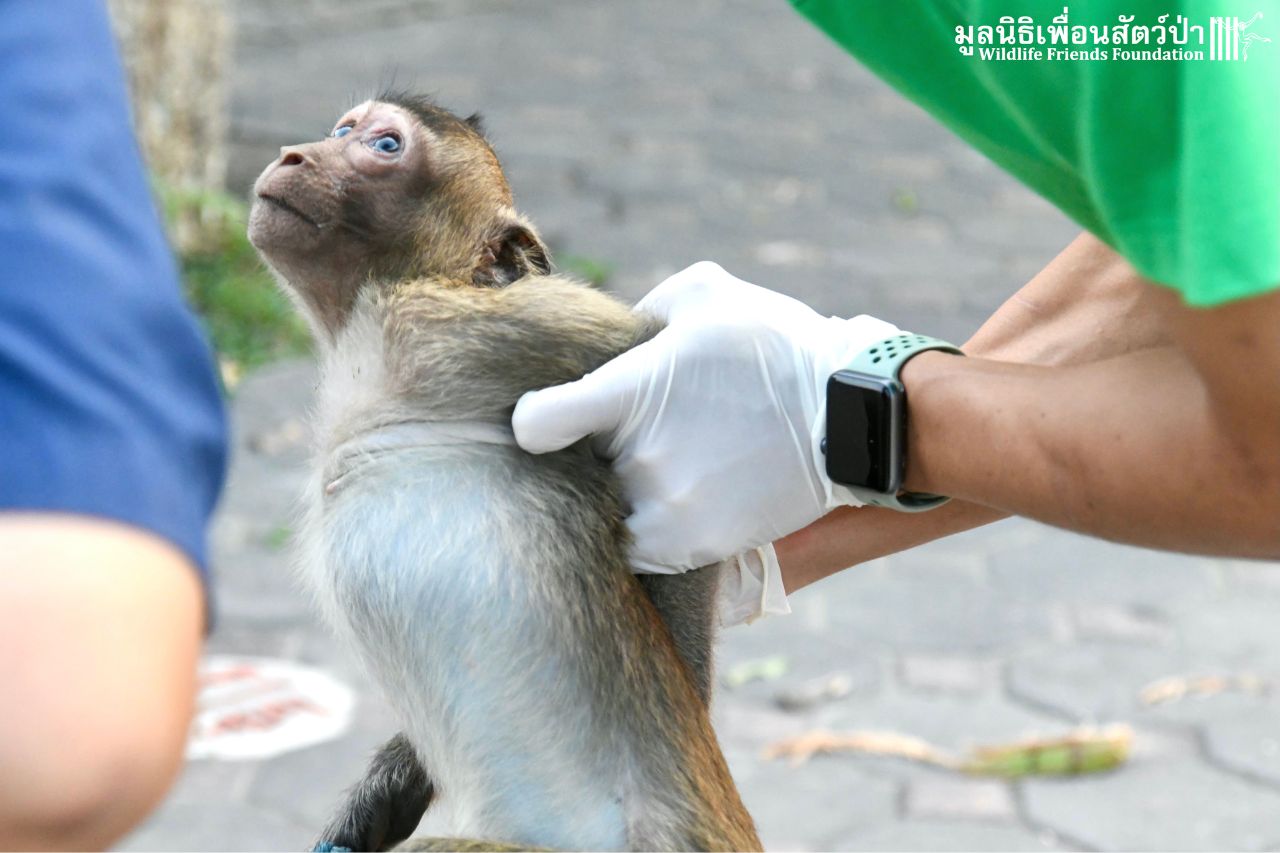 Electrocuted Macaque At Time Of Rescue