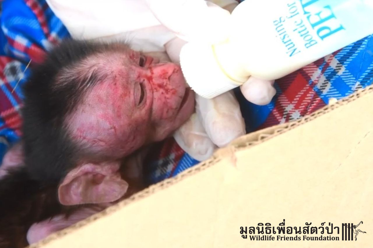 Luang macaque highlights