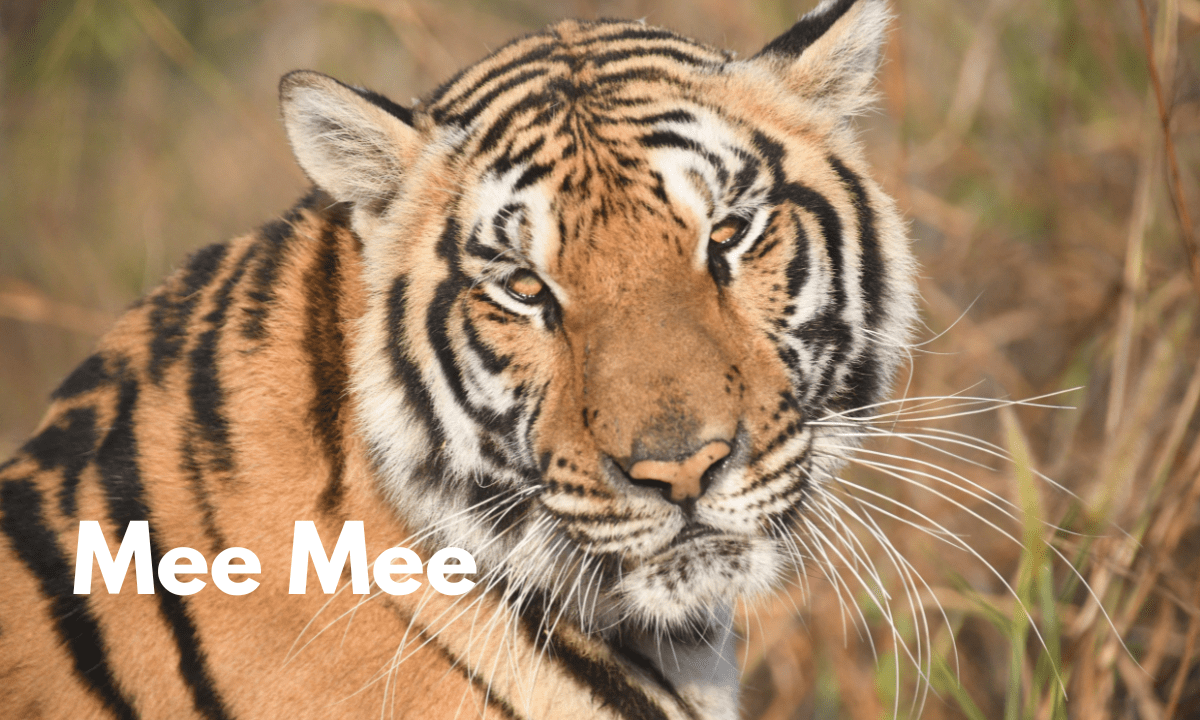Meet our Rescued Tigers - Wildlife Friends Foundation Thailand