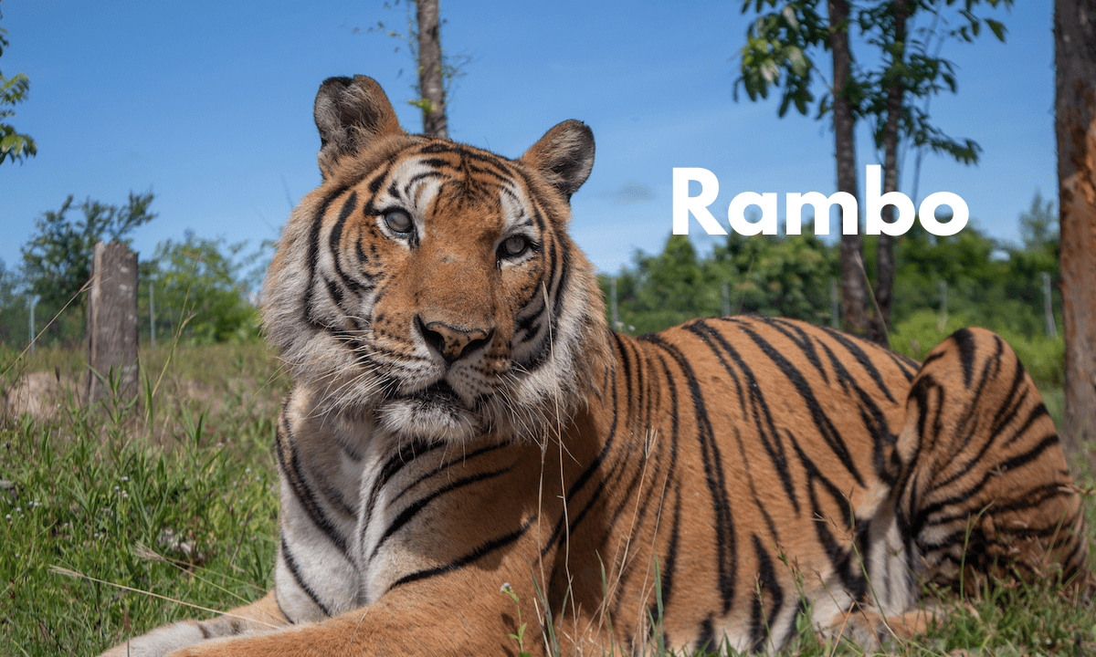 Meet our Rescued Tigers - Wildlife Friends Foundation Thailand