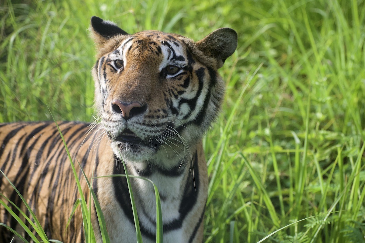 Tiger Rescue Centre