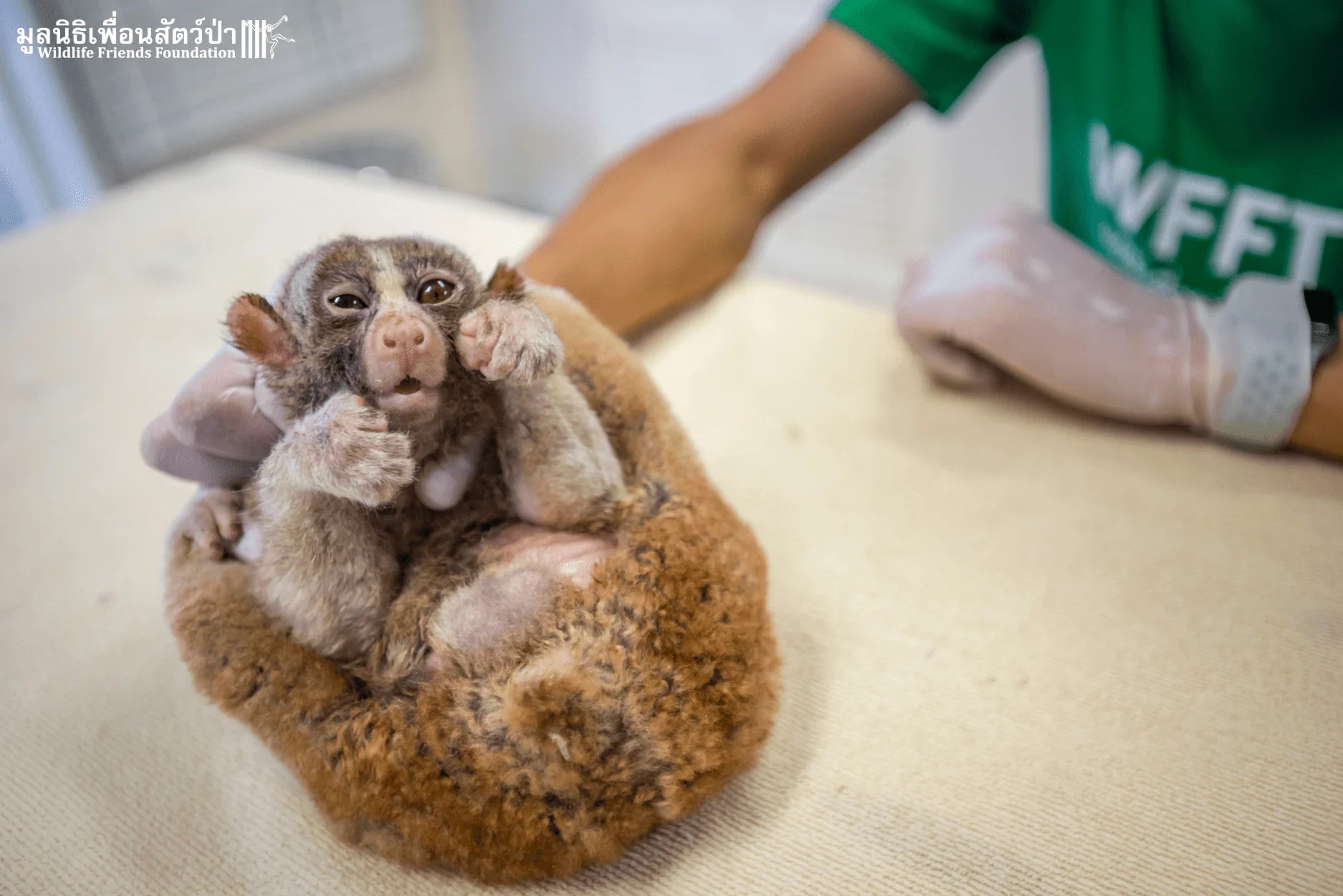Meet Tung Thong, the Latest Slow Loris to Join the WFFT Family!