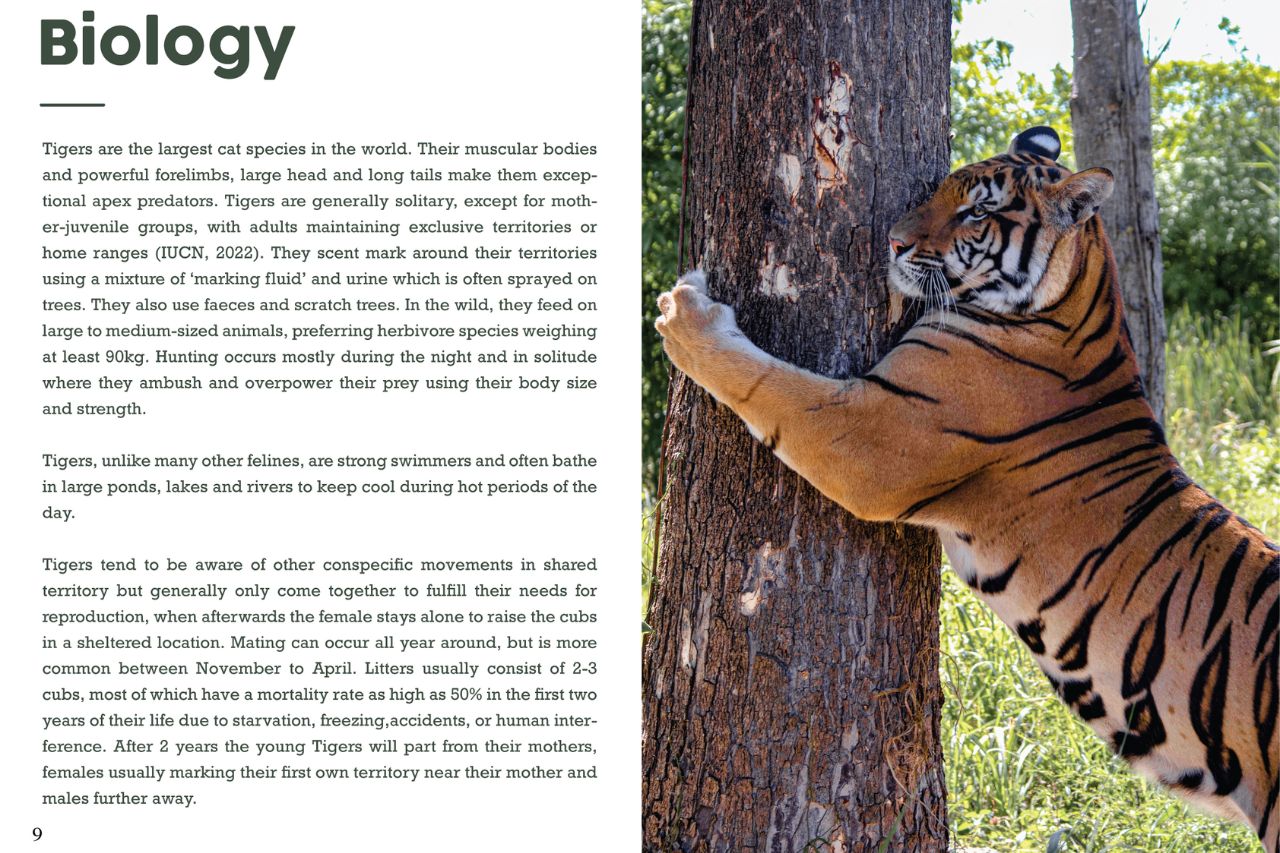 Tiger Biology