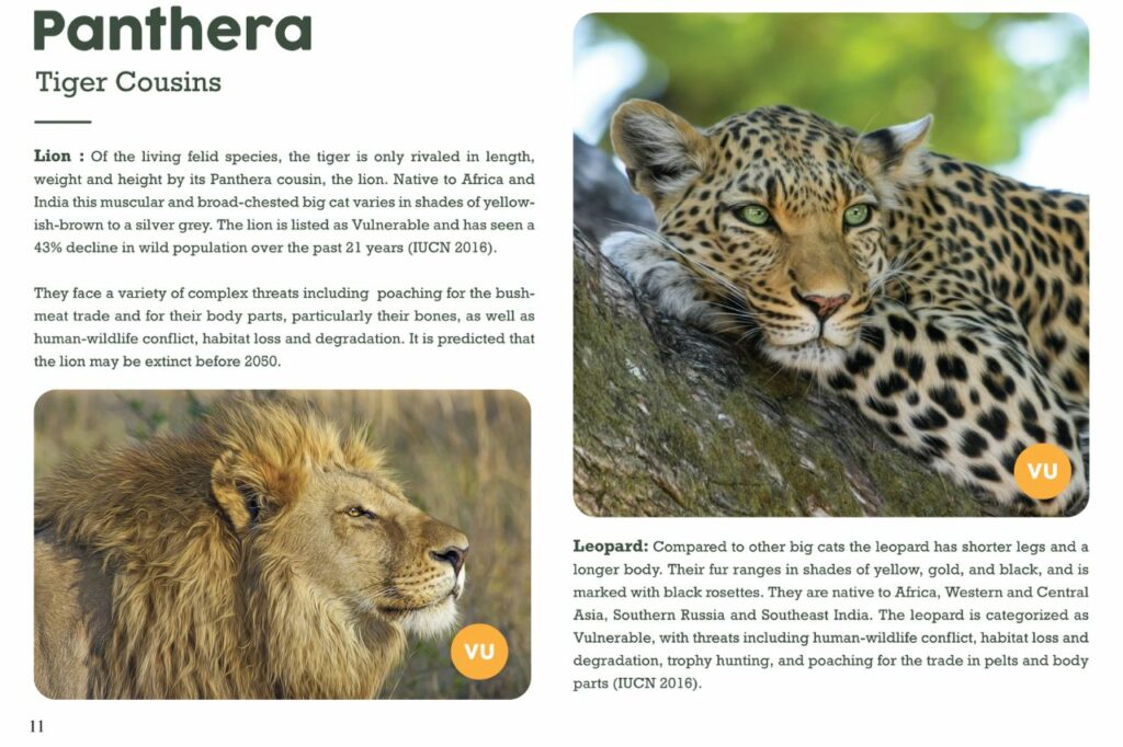 Panthera