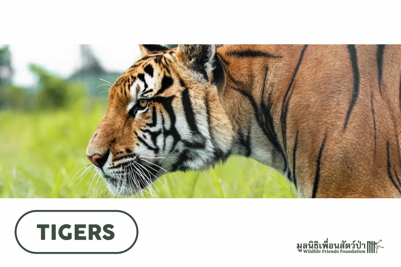 Tiger Educational Posters / Factsheets - WFFT