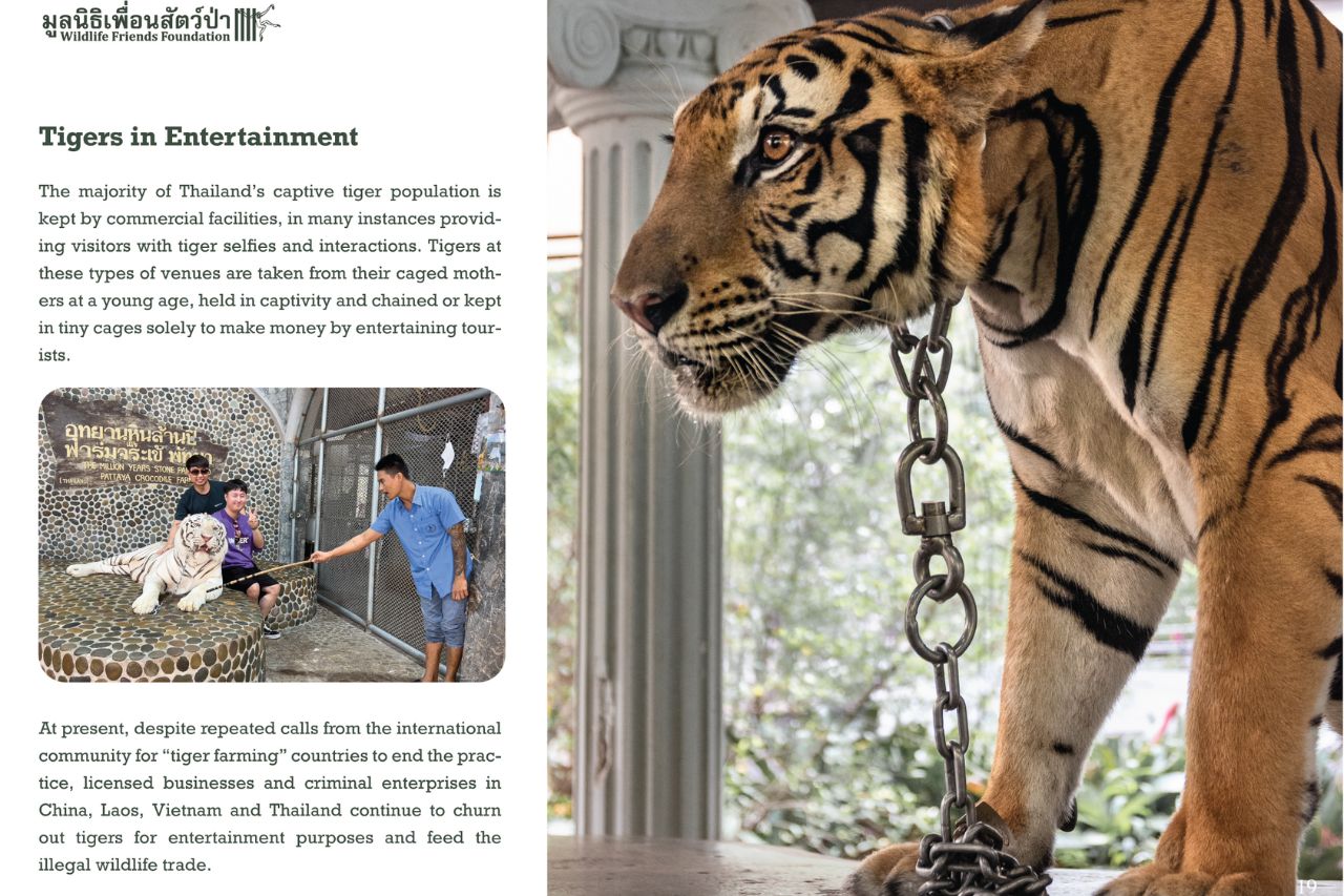 Thailand's Captive Tigers 2