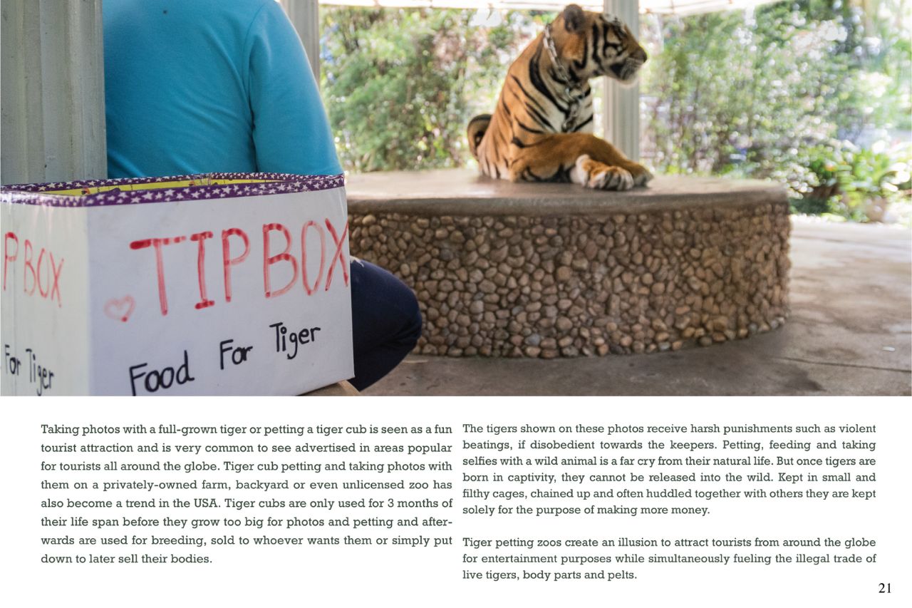 Thailand's Captive Tigers 4