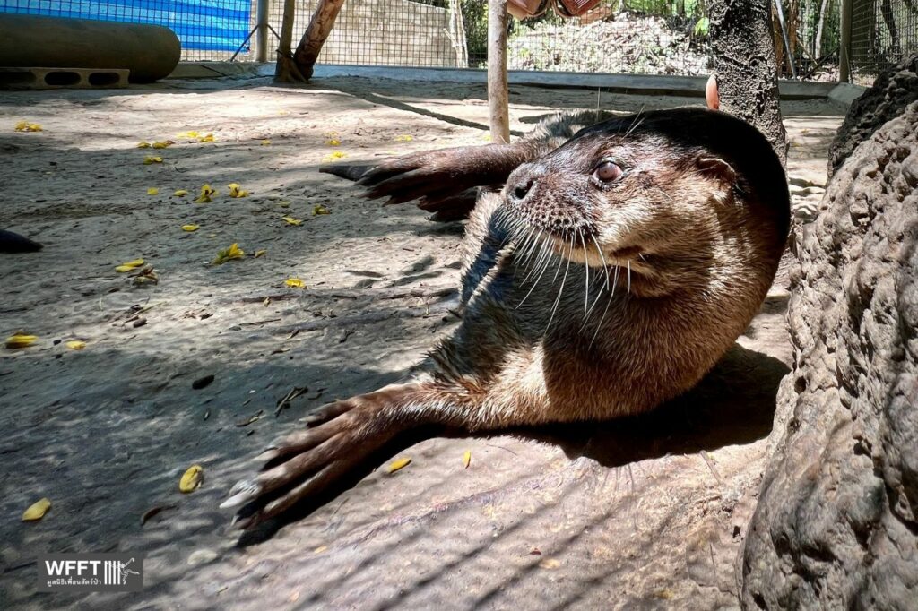 Oreo, Hairy-nosed otter - Wildlife Friends Foundation Thailand