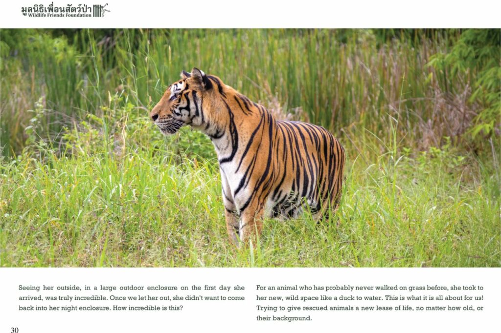 WFFT tigers - Susu 2
