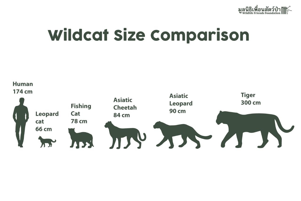 Wild Cats Size