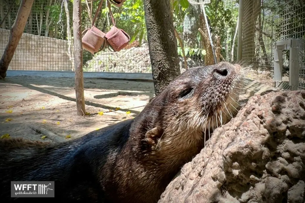 Oreo, Hairy-nosed otter - Wildlife Friends Foundation Thailand