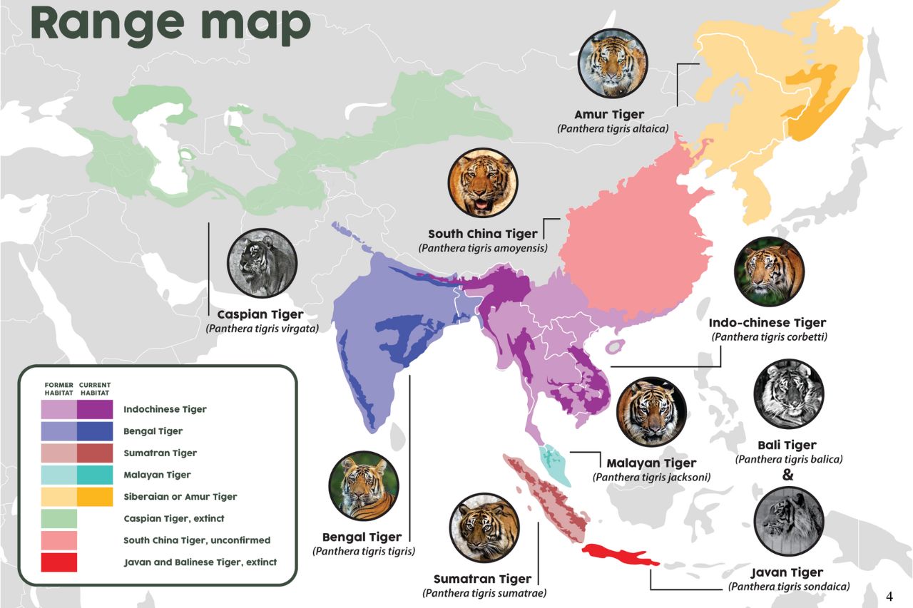 Tiger Range Map