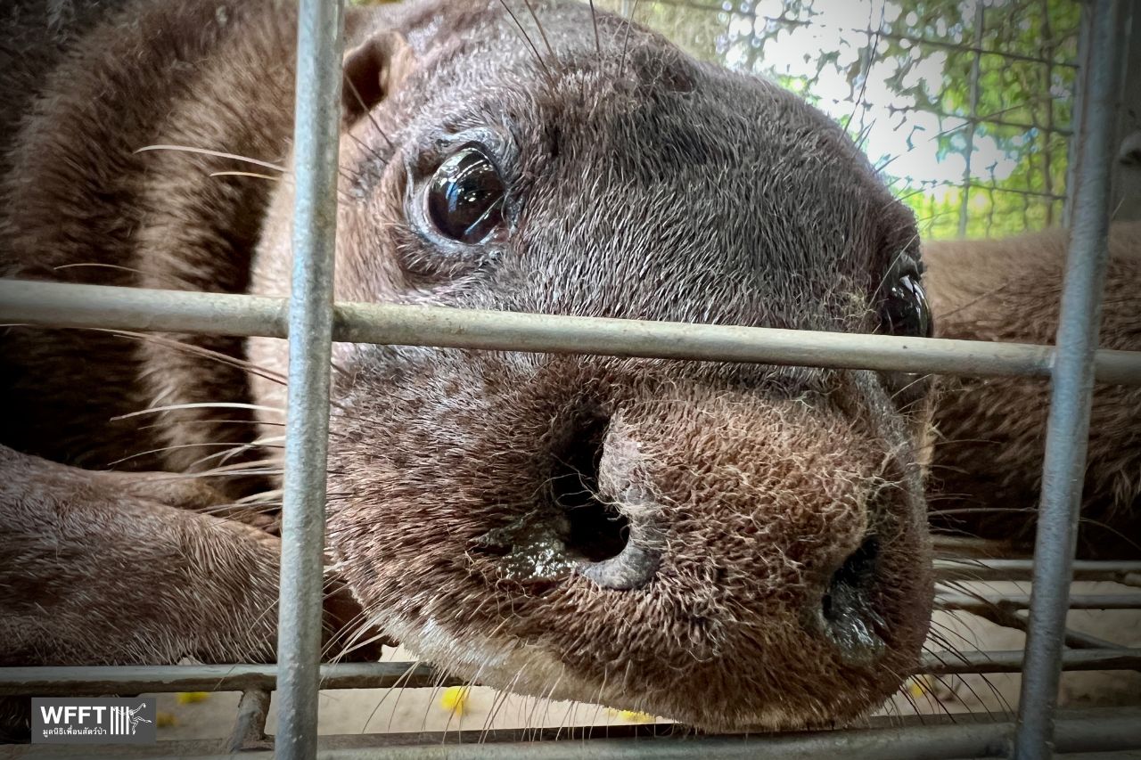 Oreo, Hairy-nosed Otter