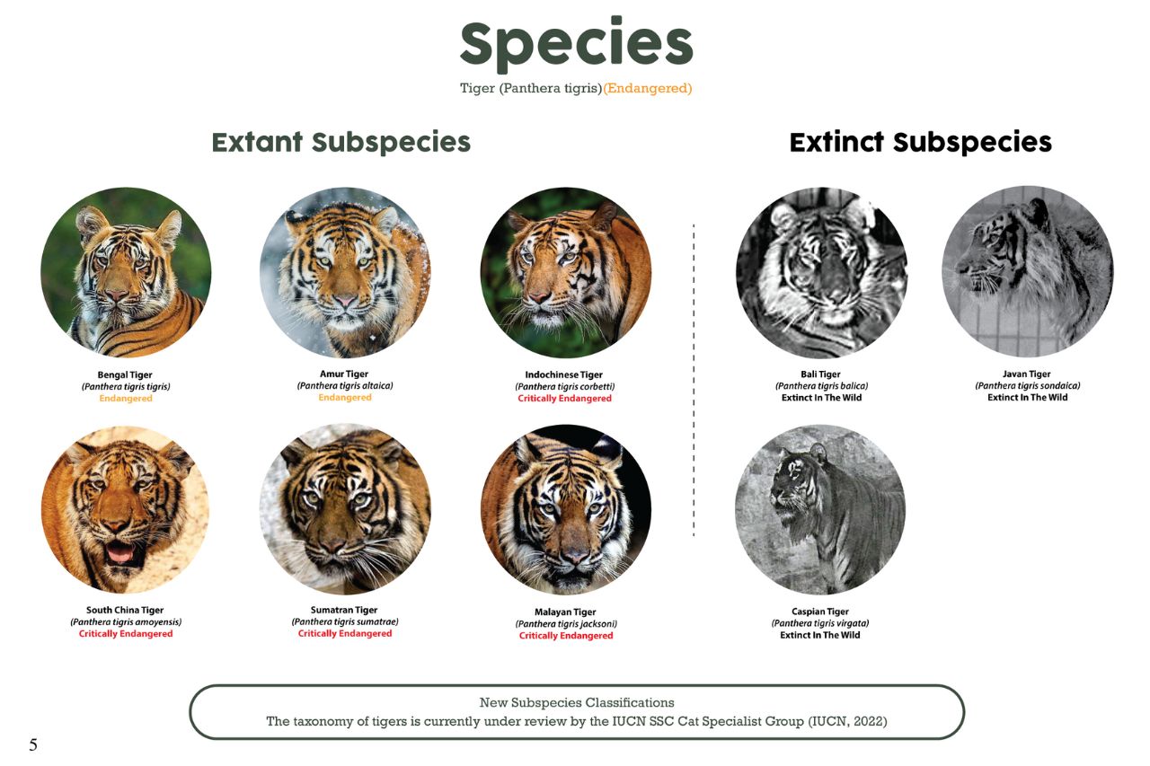 Different Tiger Species