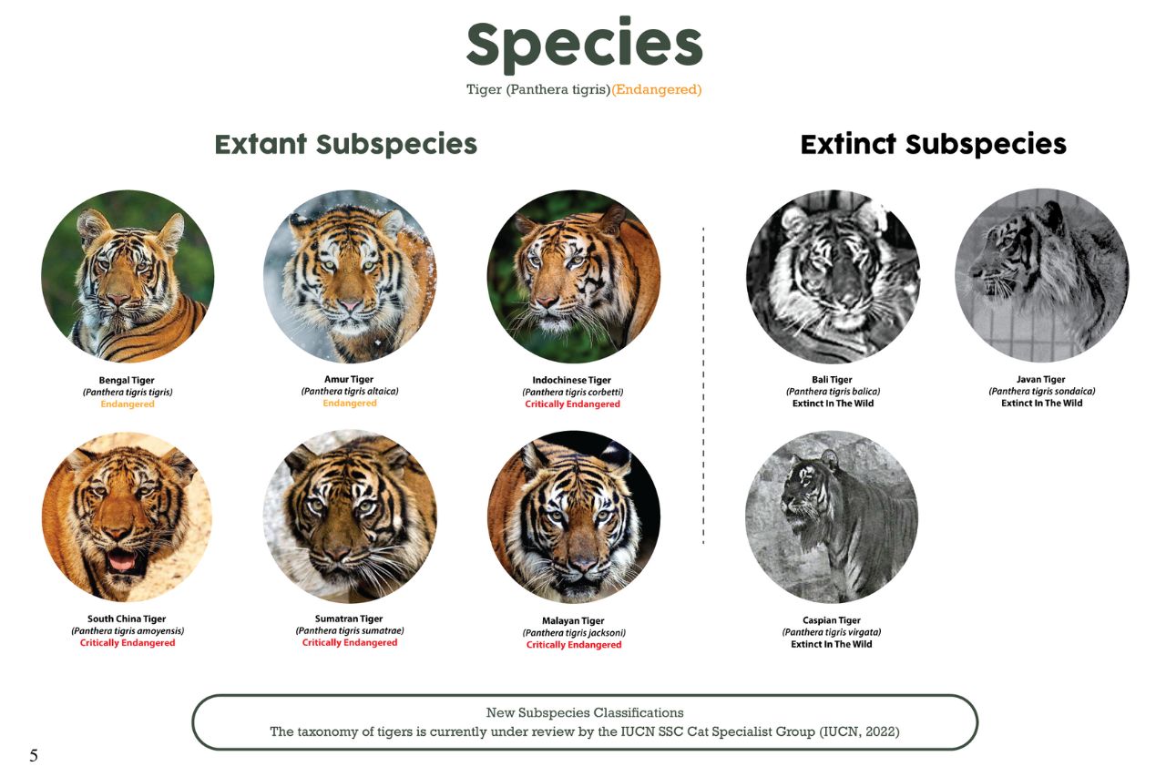 Tiger Educational Posters Factsheets Wfft