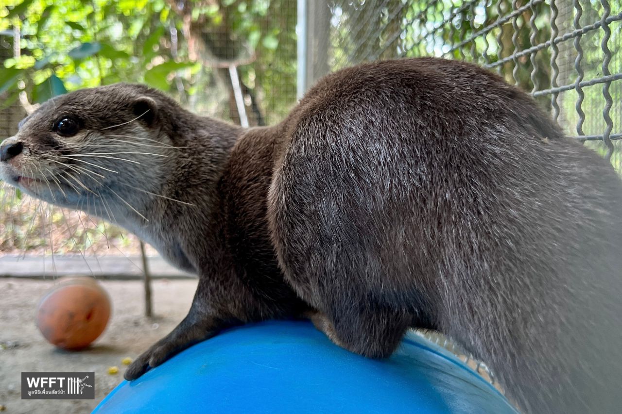 Rescued Otter