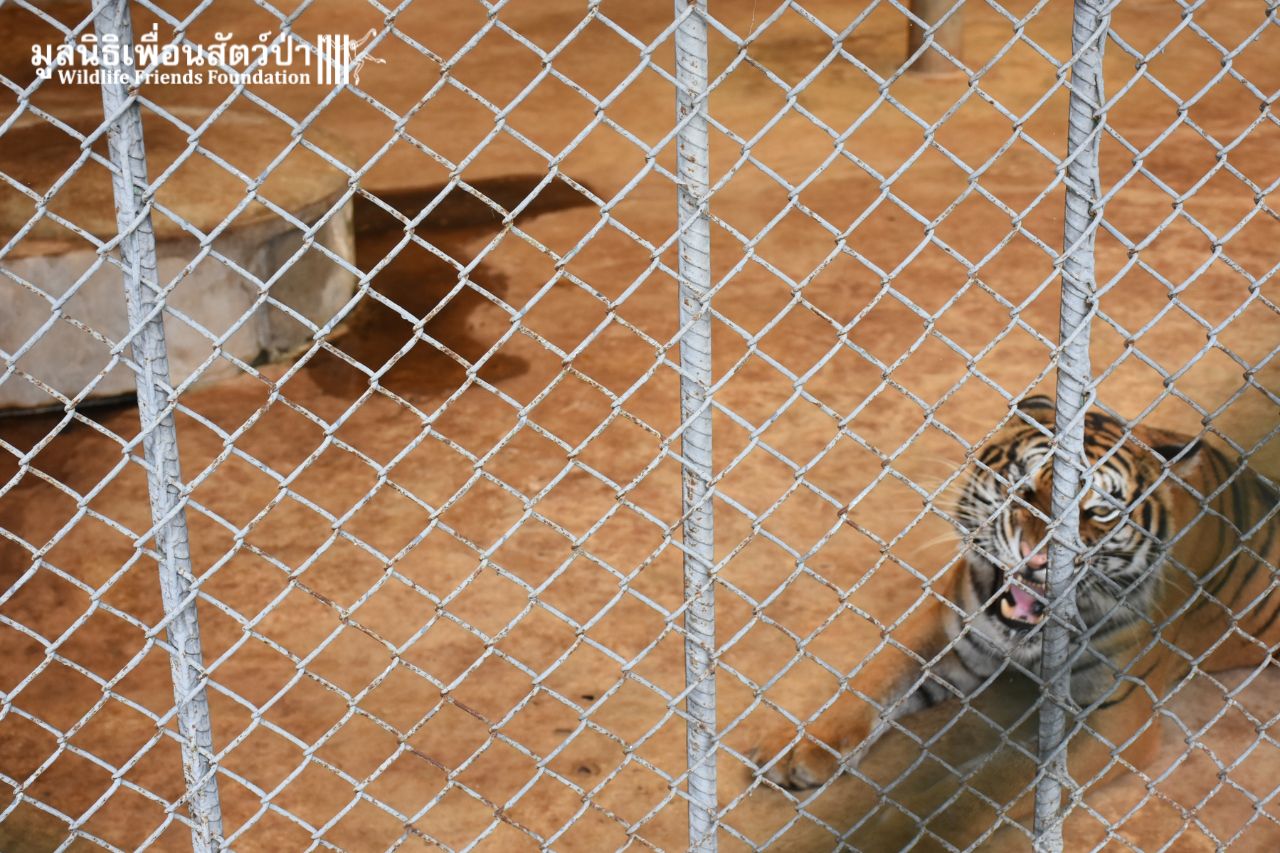 Urgent Tiger Leopard Rescue