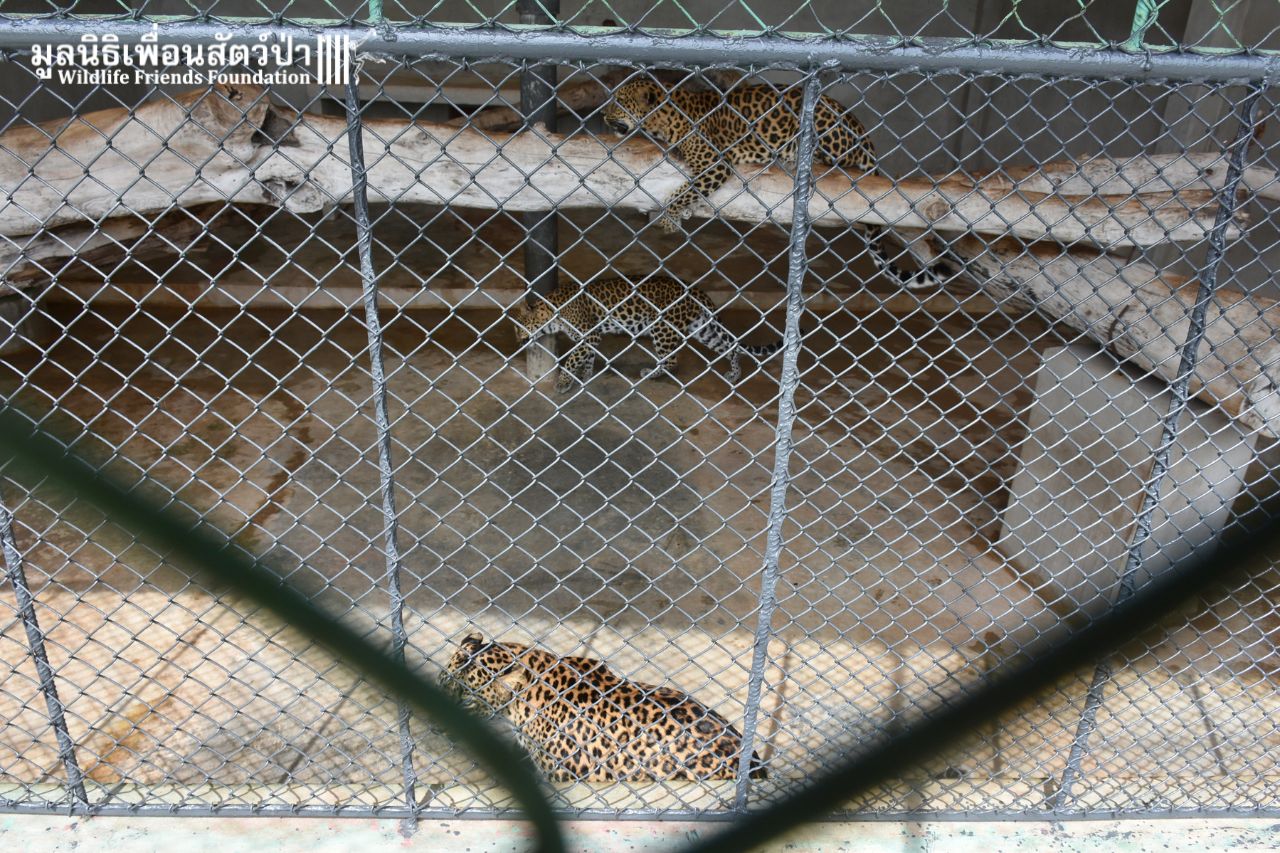 Urgent Tiger Leopard Rescue