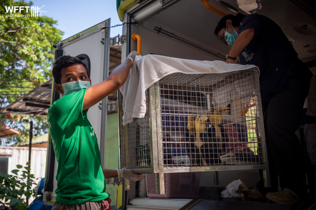 Hornbill gibbon rescue May 2023_AJones (15) Wildlife Friends