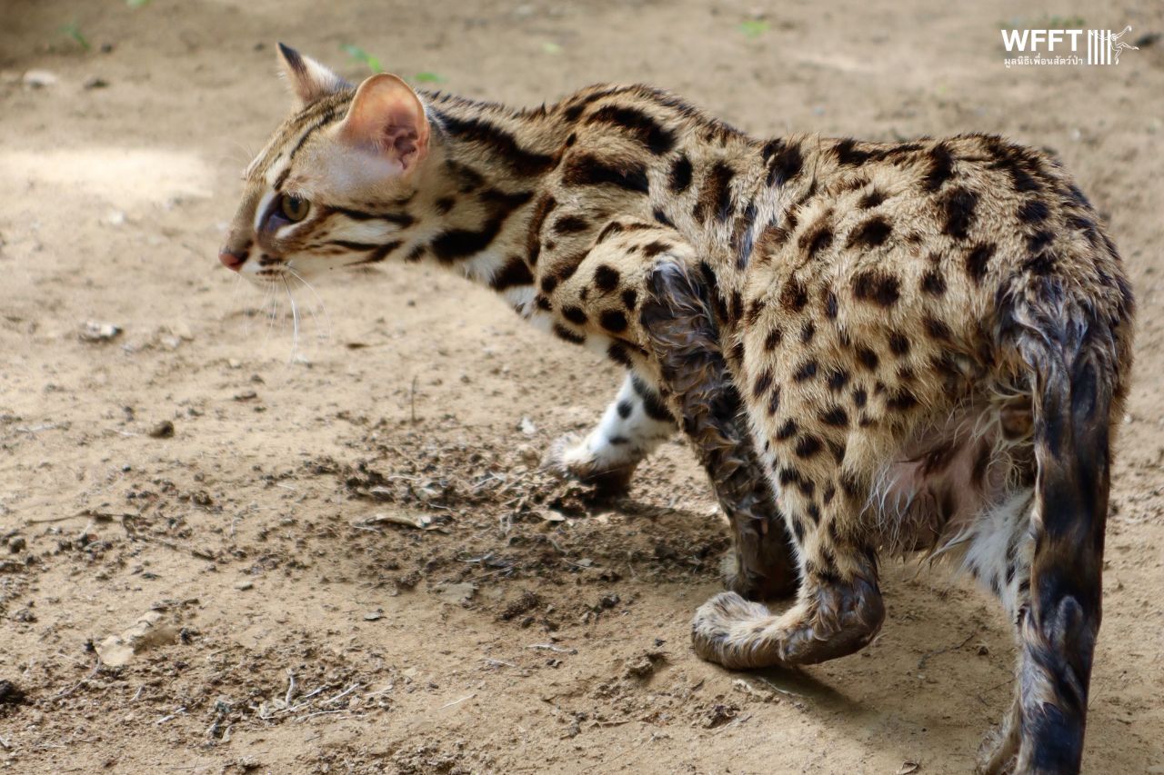 Leopard Cats Leopardo And Caprio