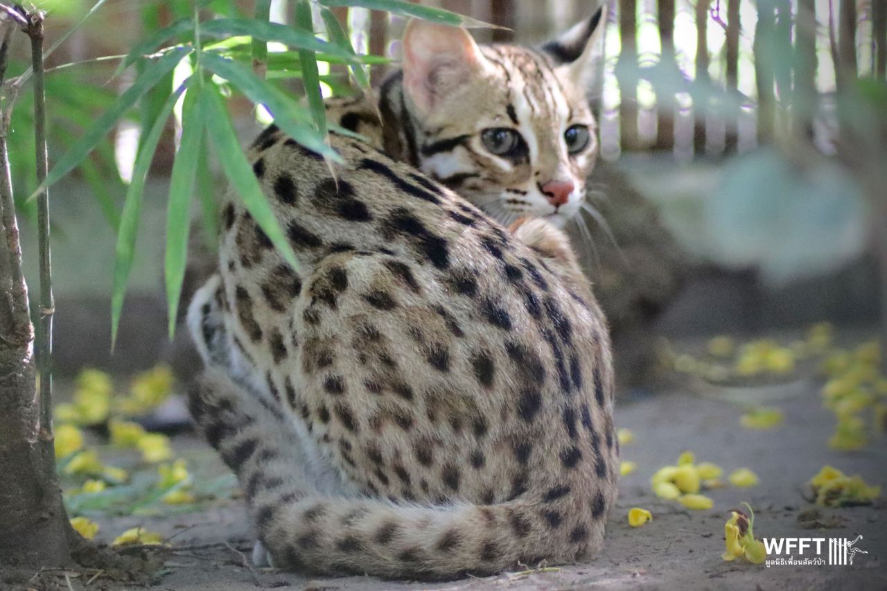 Leopard Cats Leopardo And Caprio