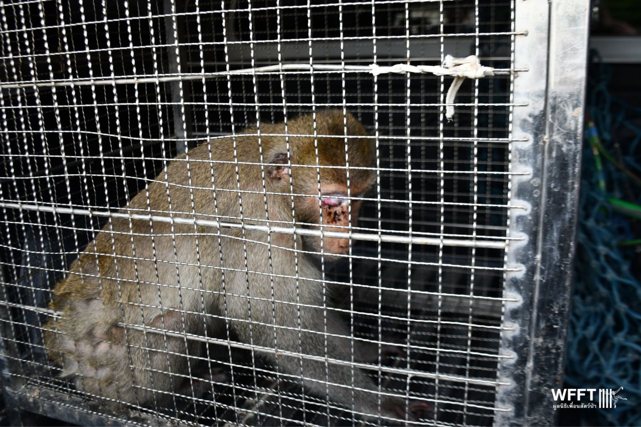 Captain Long Tailed Macaque Rescue