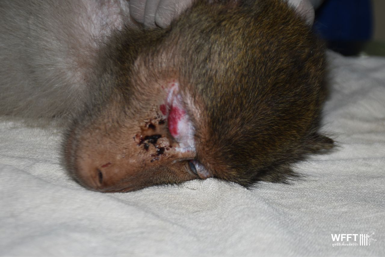 Captain Long Tailed Macaque Rescue
